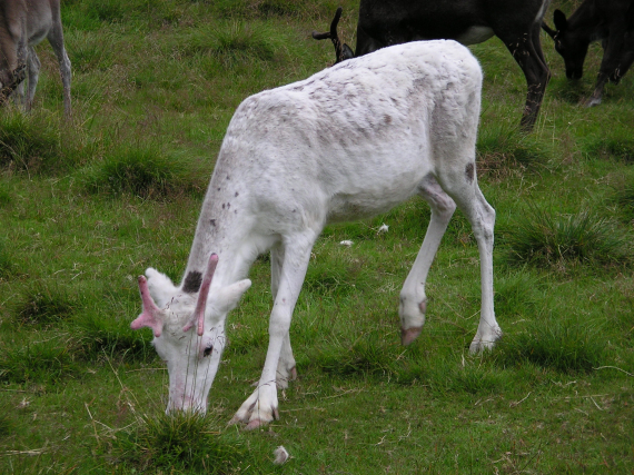 Hvit rein beiter gress.