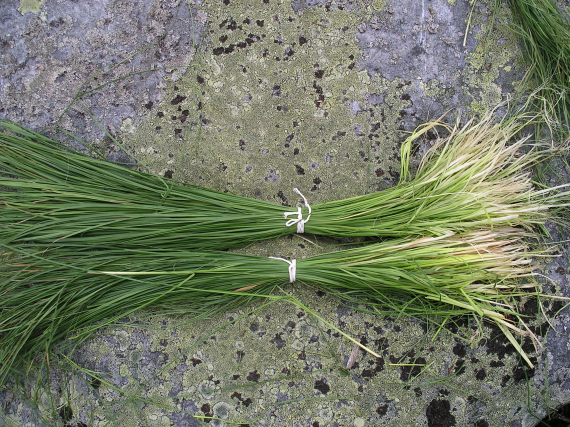 Sennagress palssert på en stein.