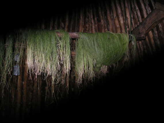 Sennagress henger til tørk i en låve.