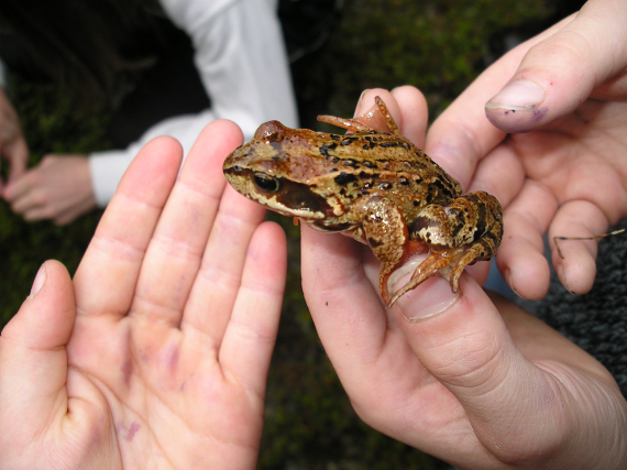 Noen barn som holder en voksen frosk.