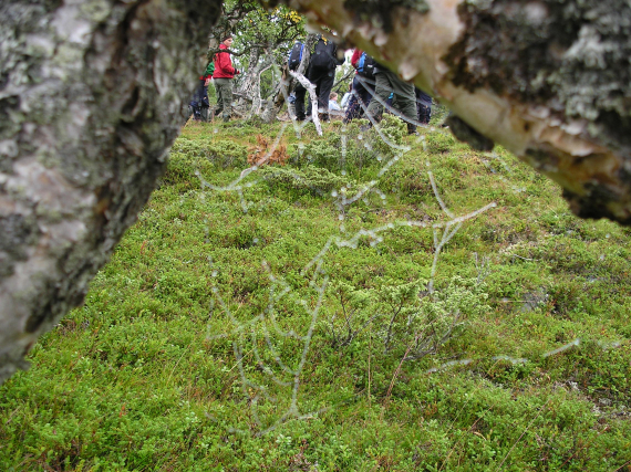 Spindelvev i en skog.