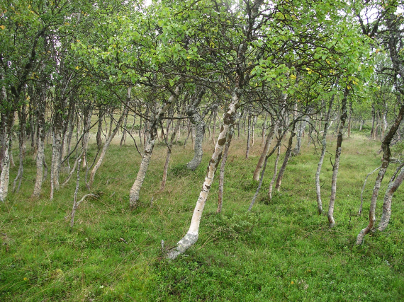 Bjørkeskog om sommeren.