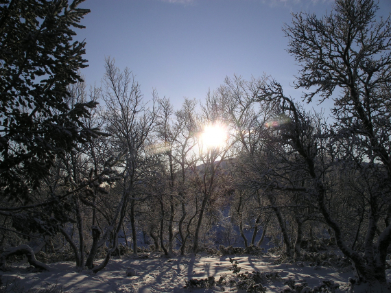 Bjørkeskog om våren.