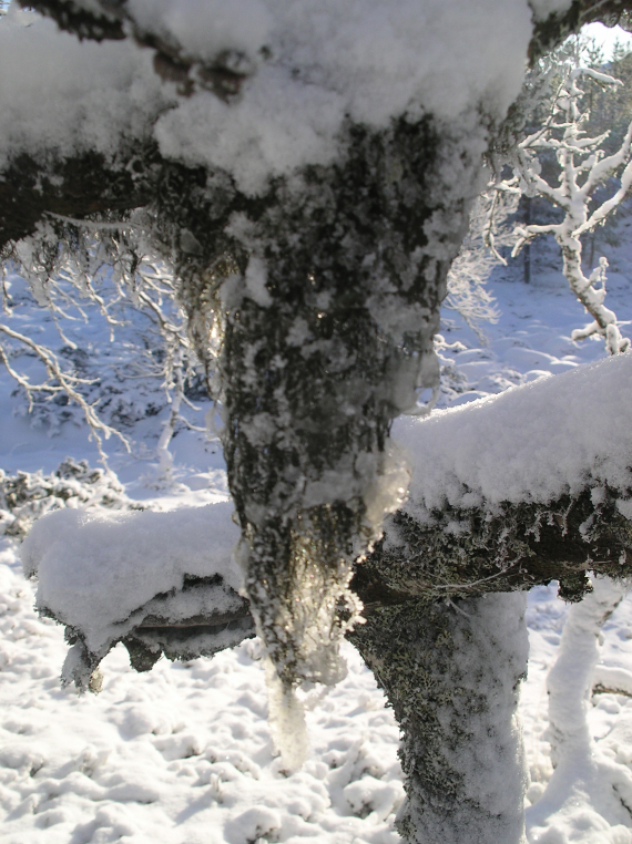 Is og snø på trærne.