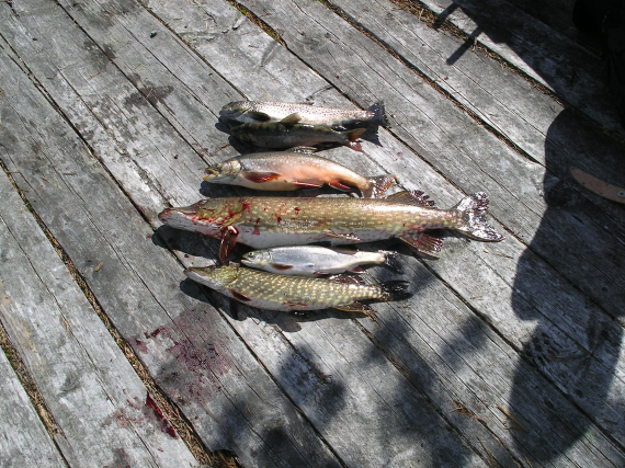 Gjedder, ørret og røye på en brygge.