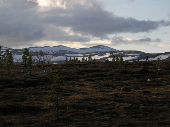 Viddelandskap med noen trær.