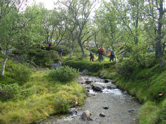 Bekk i en bjørkeskog.