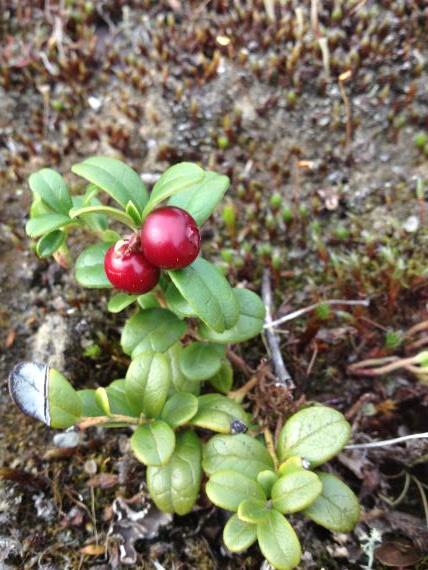 Nærbilde av tyttebær.