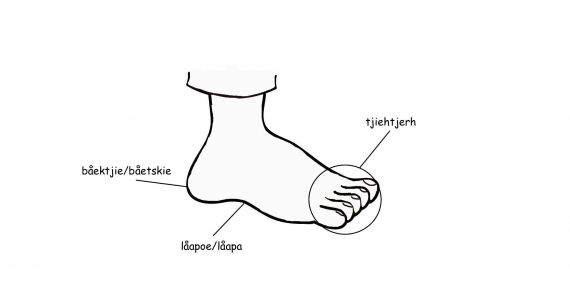 Tegning av en fot med sørsamiske benevnelser på de ulike delene.