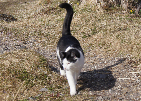 Katt som går på en sti.