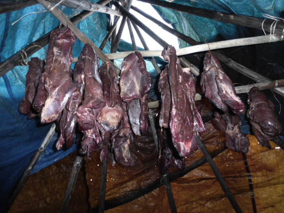 Kjøtt som er hengt til røyking i lavvo.