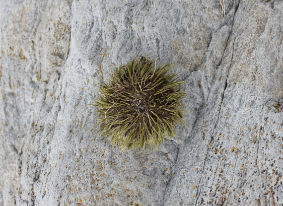 Foto av en kråkebolle.