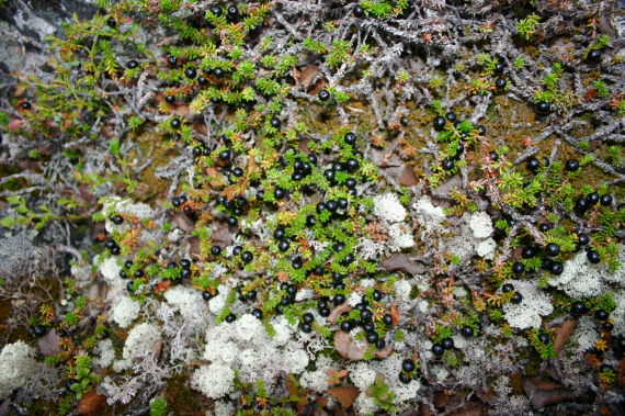 Krøkebær på bakken ved siden av reinlav.