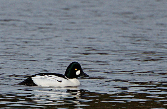 Foto av en kvinand som svømmer i vann.