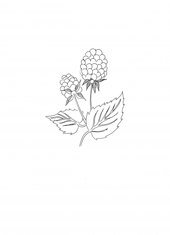 Tegnet bilde av to bringebær.