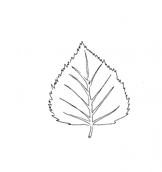 Tegnet bilde av baksiden av et blad som tilhører bjørketrær.