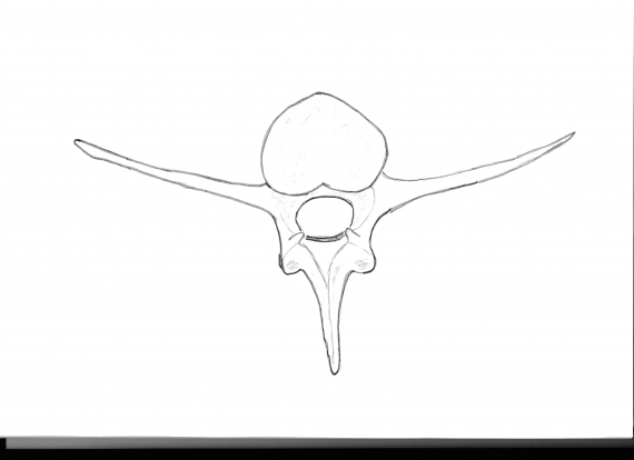 Tegning av en ryggvirvel.