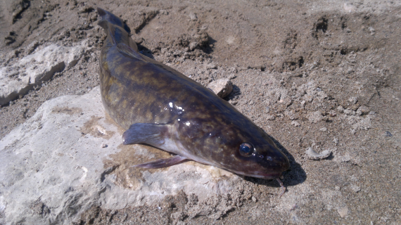 Bilde av en lake på land.
