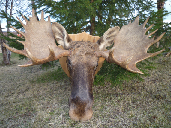Foto av elghode med stort gevir.