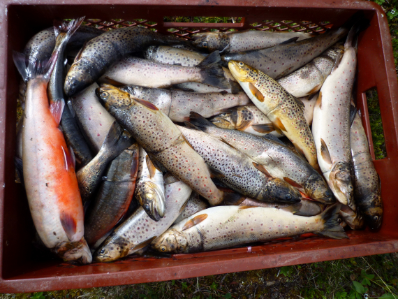 Foskjellige fisk i en kasse.