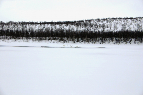 Svaner i en råk tidlig på våren.