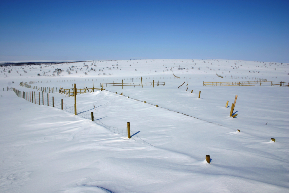 Reingjerde i vinterlandskap.