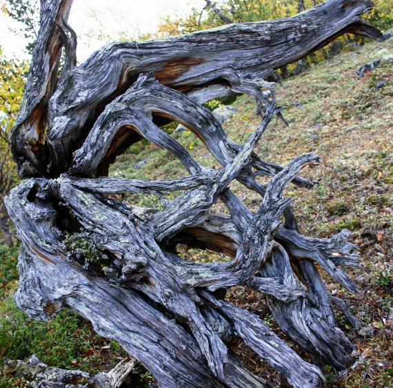 Bilde av gammelt, kroket tre i sommerlandskap.