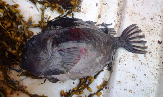 Rognkjeks i en kasse.