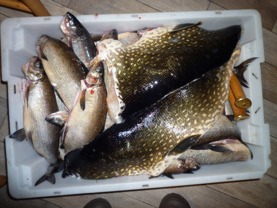 Forskjellige fisk i gildekasse.