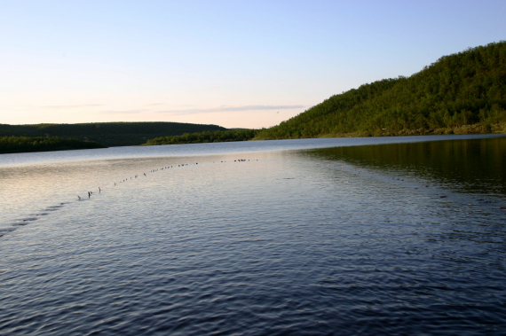 Foto av notfiske i vann.