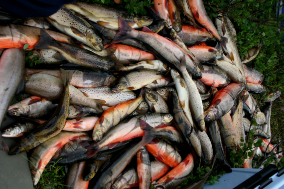 Innlandsfisk som er tatt opp med garn.