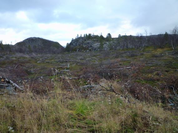 Foto av en hogstfelt.