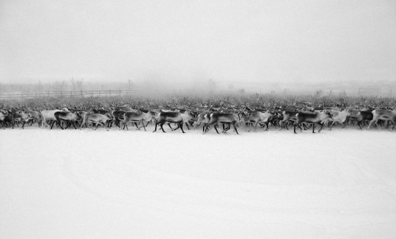 Foto av reinflokk i gjerde om vinteren.