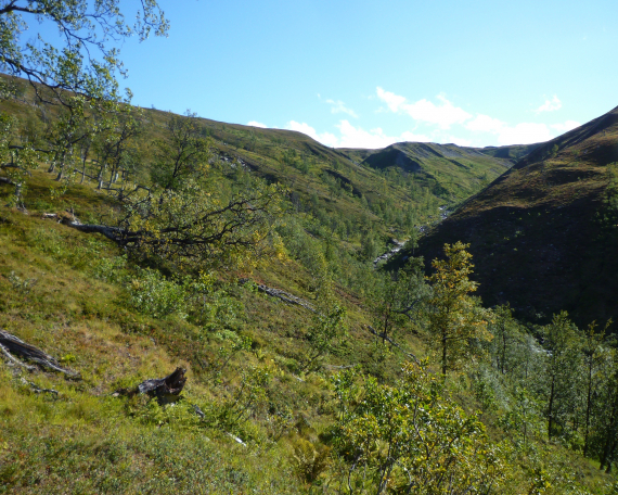 Foto av grønt fjellområde en solrik sommerdag.