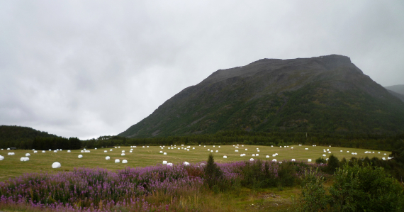 Foto av eng med masse hvitte rundballer.