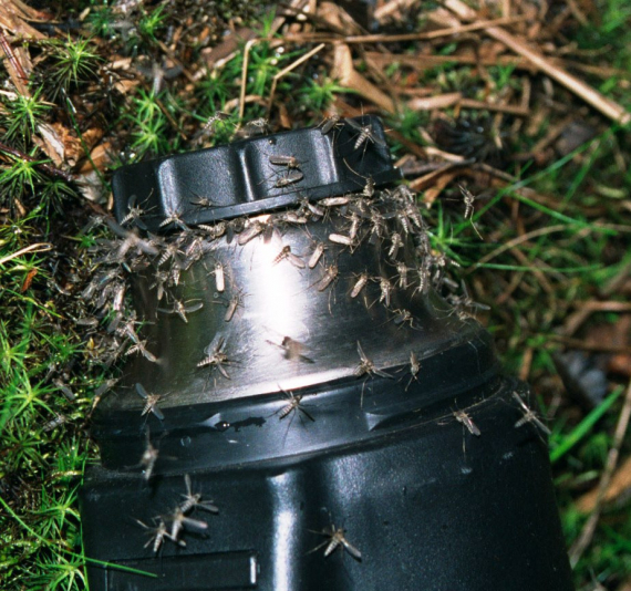 Masse mygg på termoslokk.