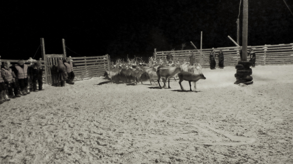 Rein kommer inn i kjernen i et skillegjerde.