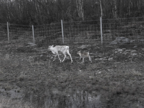 Reinsimle med kalven sin.