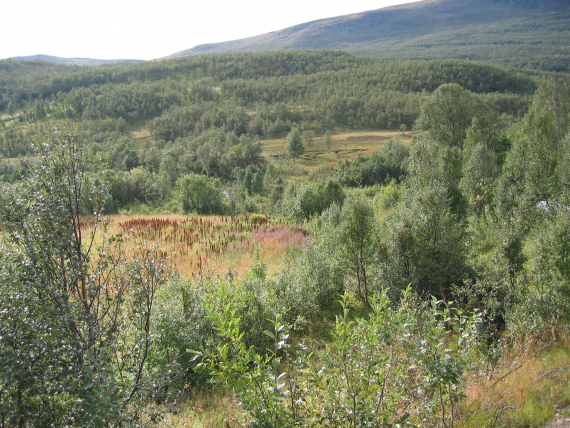 Sommerbilde av naturlandskap med skog og fjell.