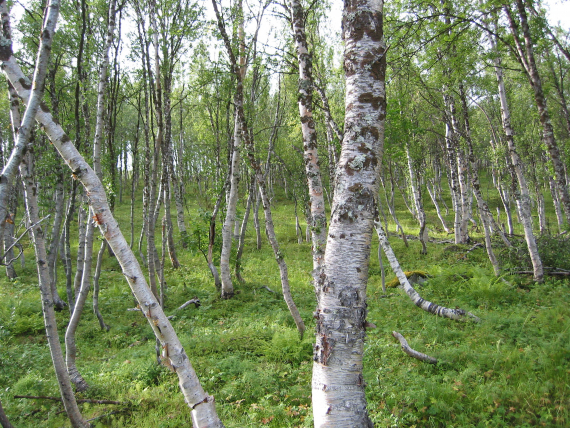 Løvskog i sommerlandskap.