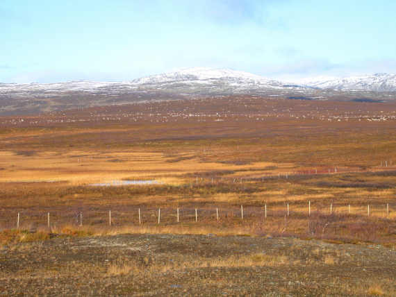 Beitehage, med rein i.