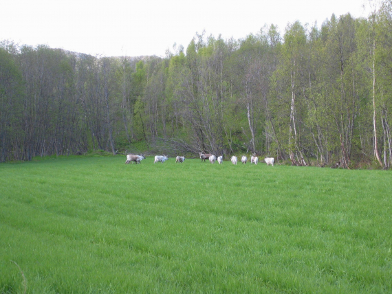 Liten reinflokk på grønn jorde i skogkanten.