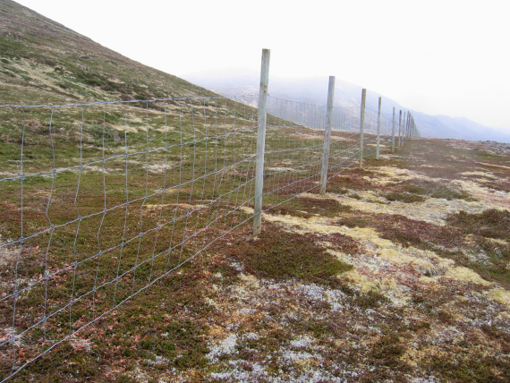 Reingjerde på vidda.