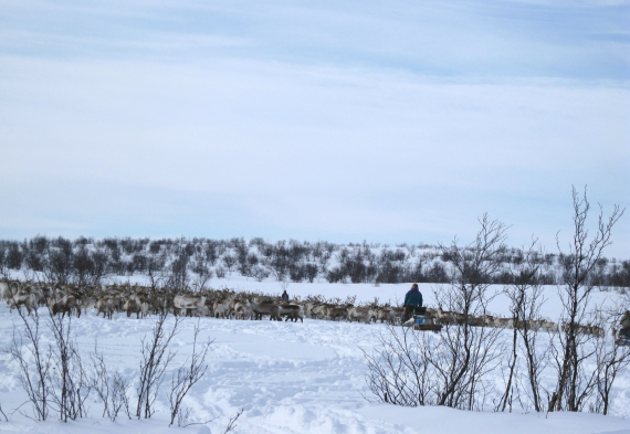 Reinflokk og noen som kjører skoter bak.