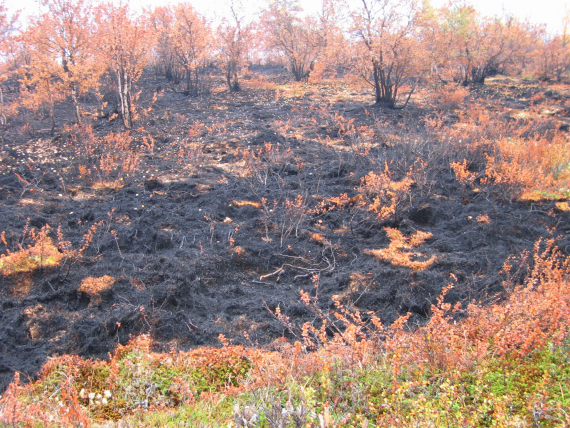 Sted der det har vært skogbrann.