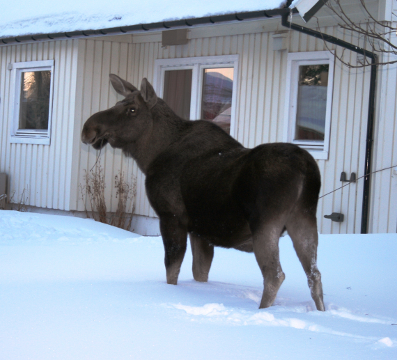 Elg i dypsnø utenfor et hvitt hus.