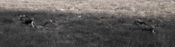 To elg i åpen terreng.