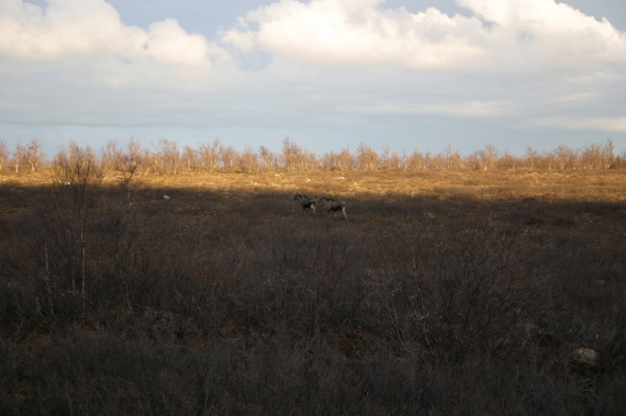 To elg i åpen terreng.