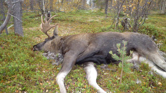 Dø elg liggende på bakken.