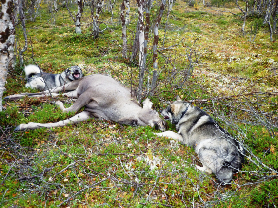 En skutt elg med to elghunder.